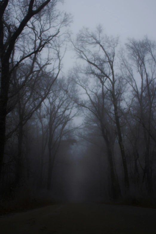 fog in a forest with trees and road