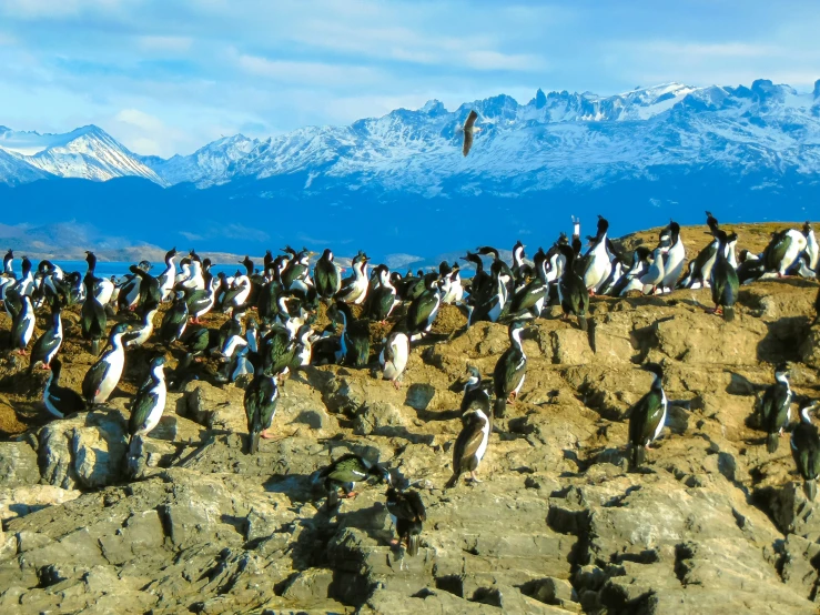 some small penguins are on the rocks in the sand