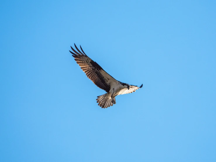 an image of a hawk that is flying high in the sky