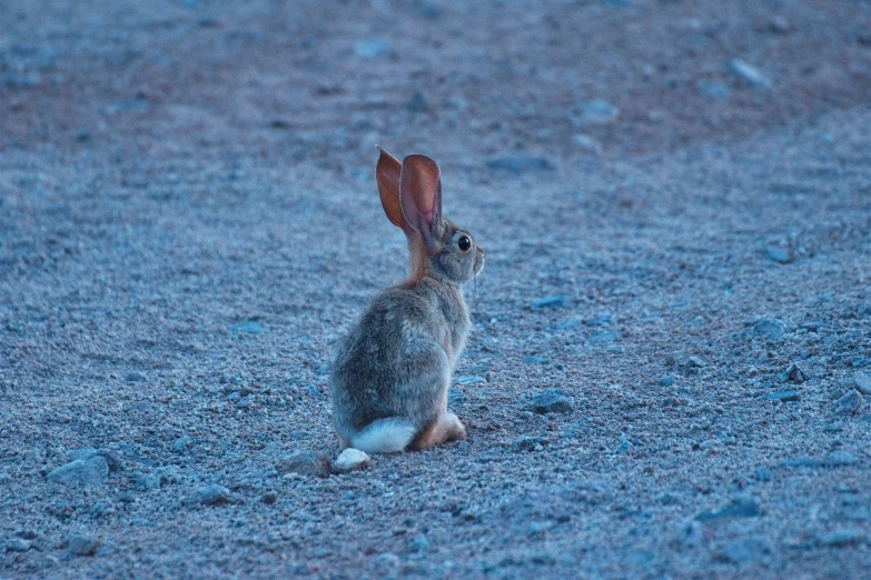 an adorable rabbit sitting in the middle of a field