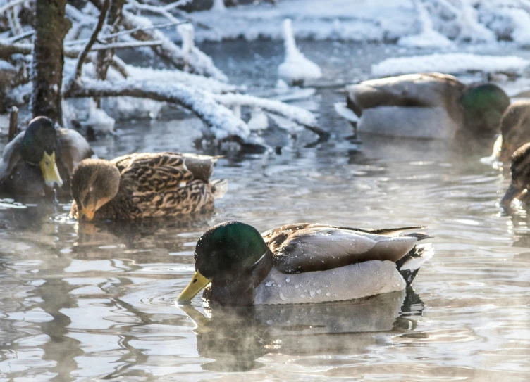 ducks swim in the lake during winter