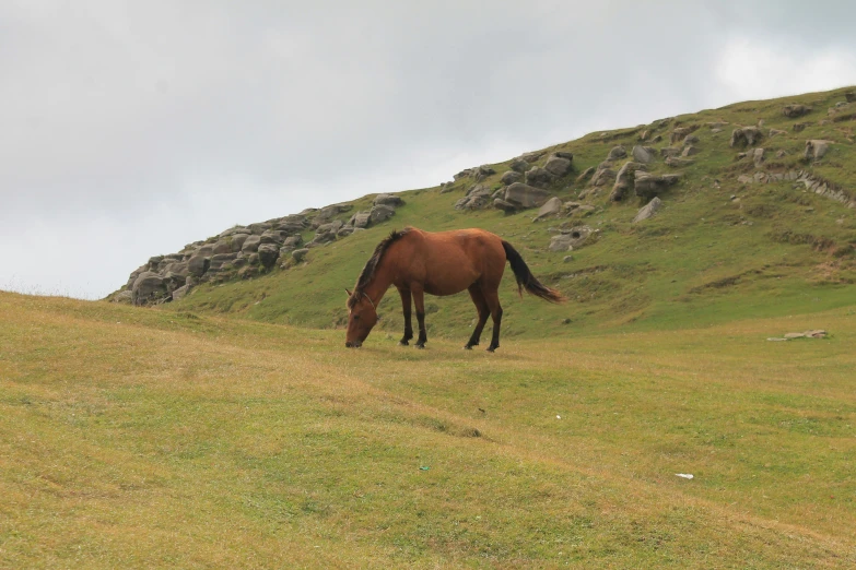 a horse is eating grass on the hillside