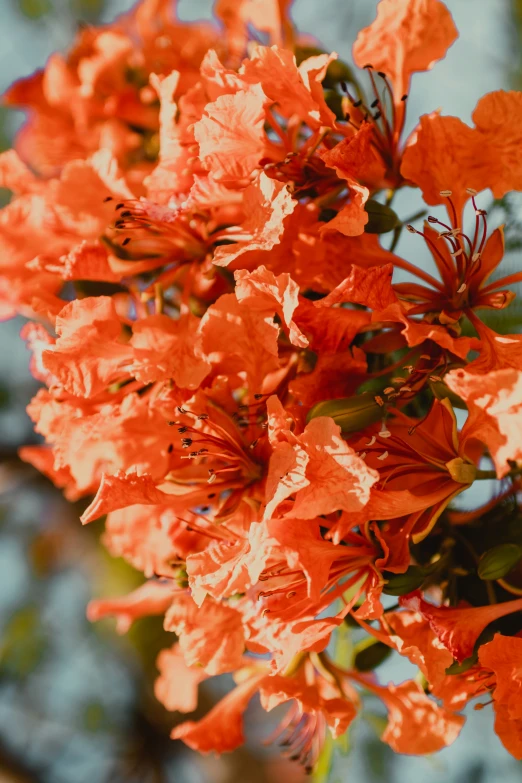 bright orange flowers blooming on a sunny day