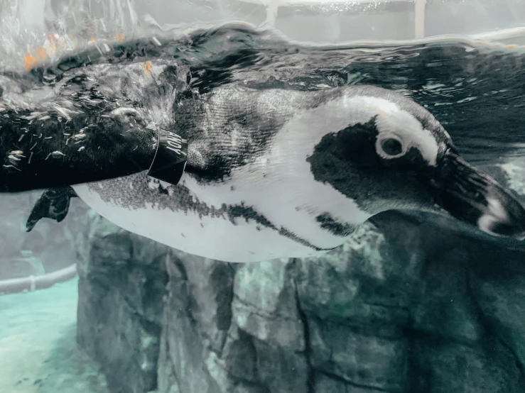 penguin submerged in the water next to rocks and water