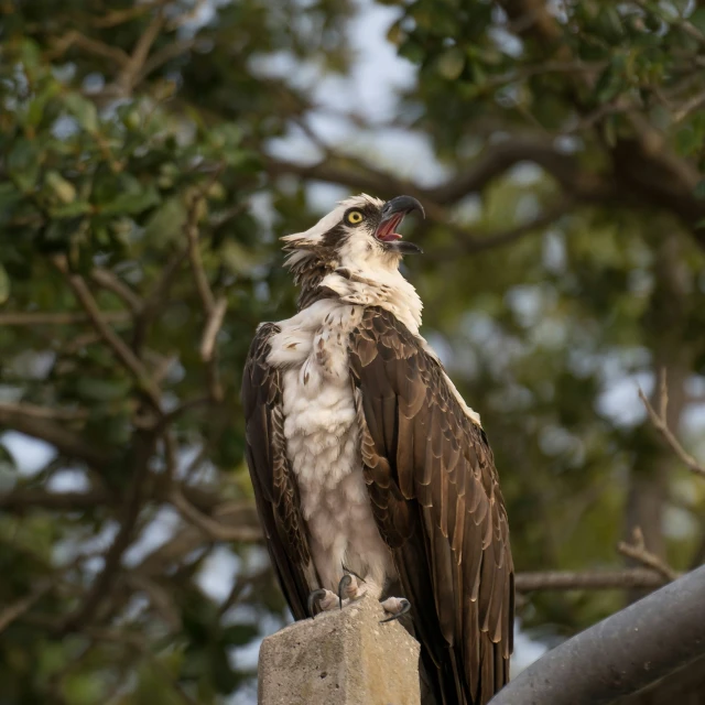 the large bird is perched in the tree