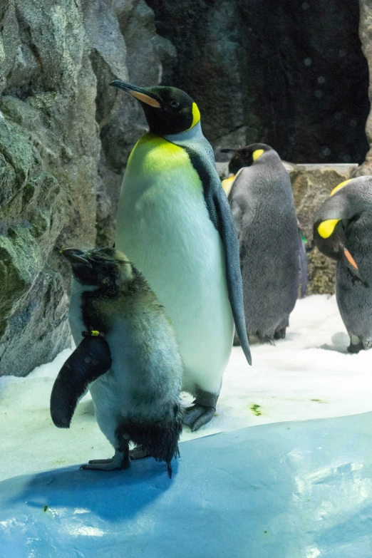 penguins stand in a snow covered area with water and rocks