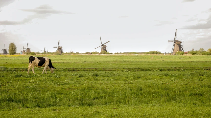 cows graze in front of several windmills on the other side of a large grassy field