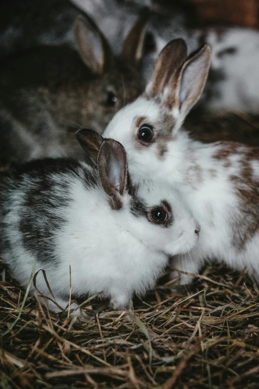 three small rabbits sit next to each other on the ground