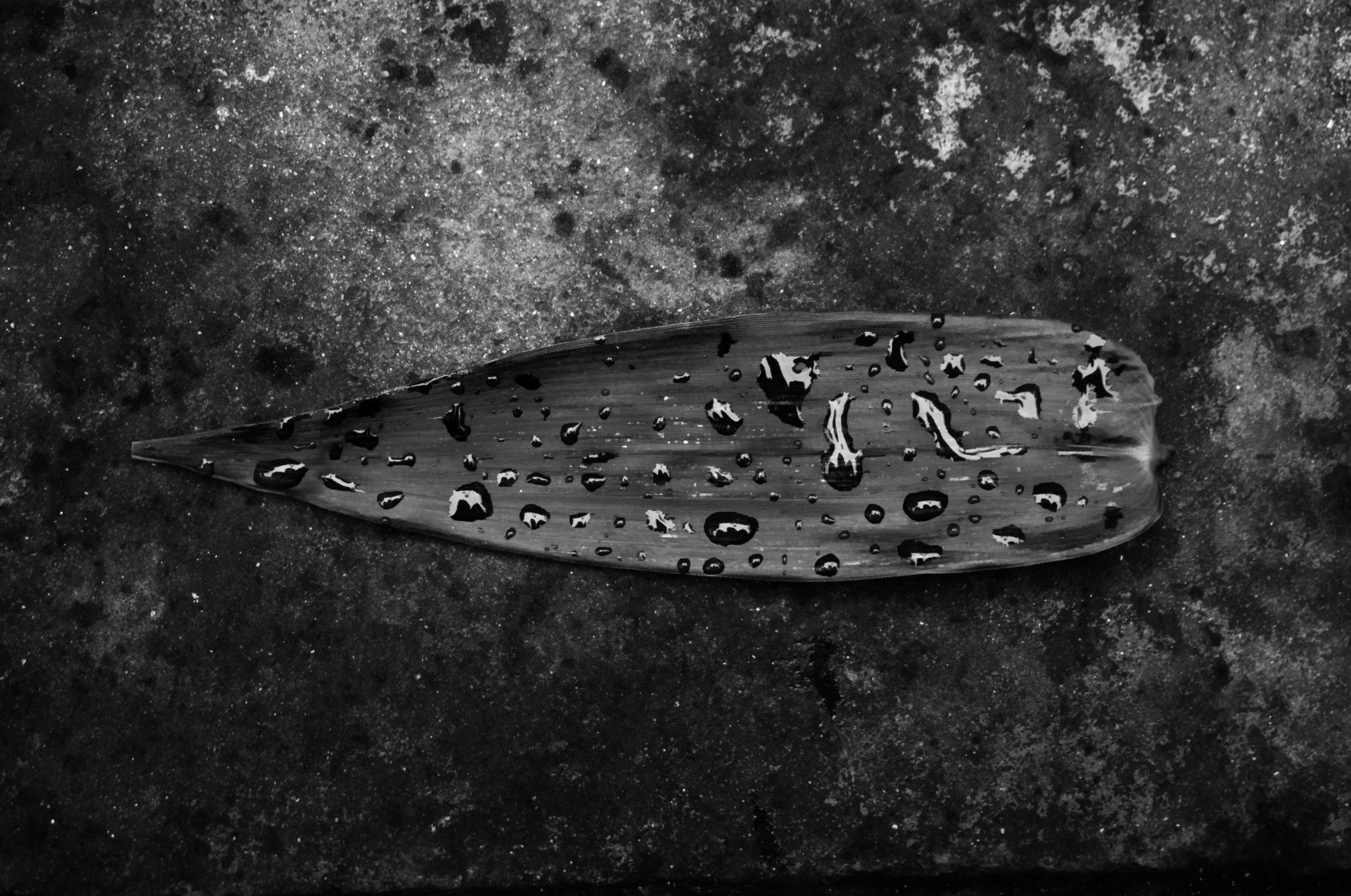 this is an old, black and white po of a leaf with holes and water droplets on it