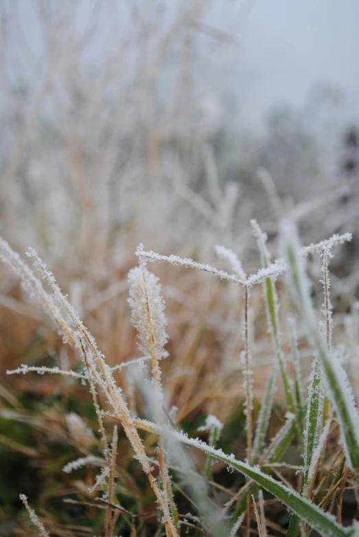 the ice - covered grass and plants are shown with the frosty covering