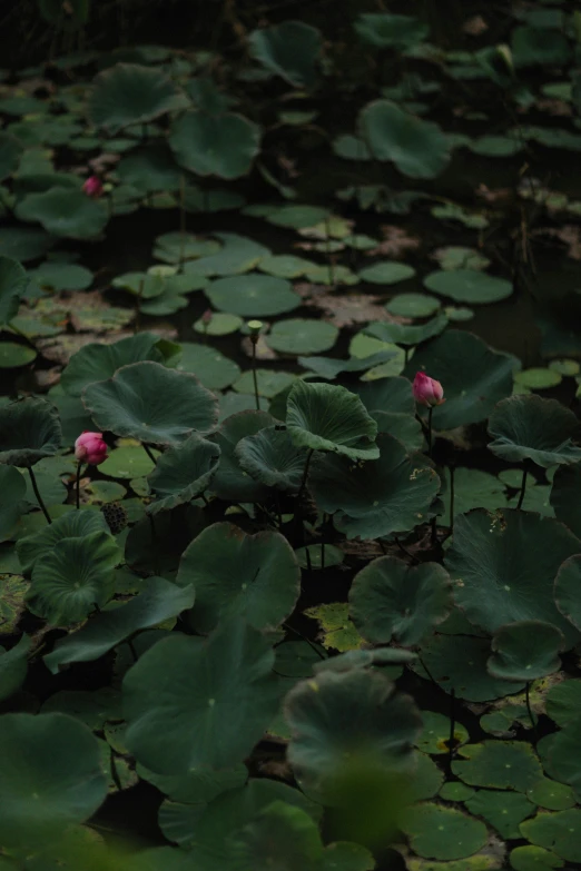 pink flowers growing between leaves on water plants