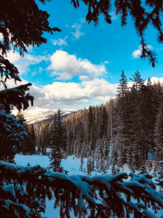 pine trees in the snow under blue skies