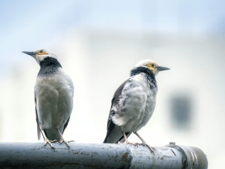 two birds perched on a metal rail near each other