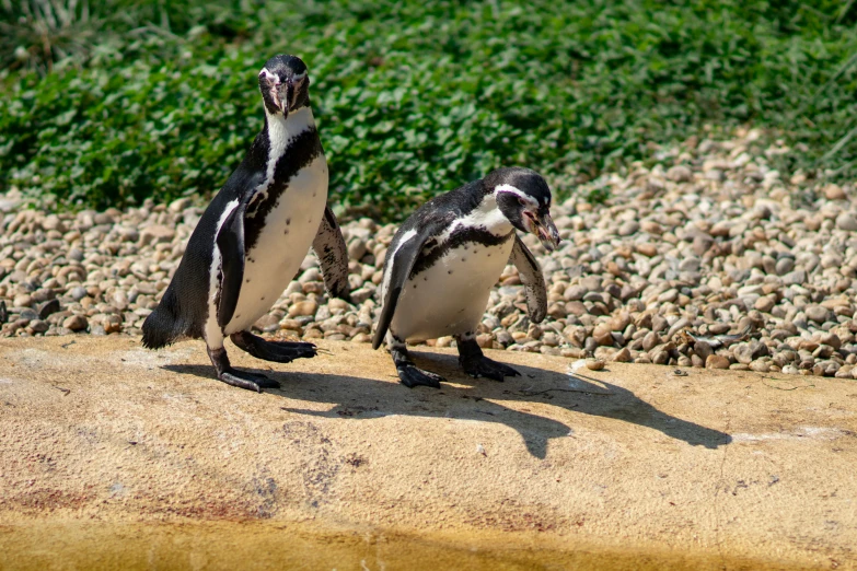 two penguins walking on a sandy beach next to water