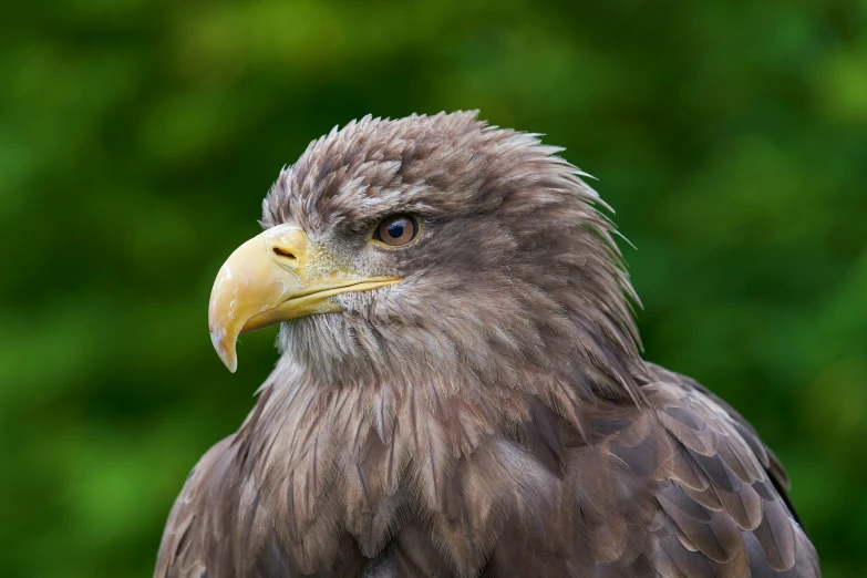 a large brown and white eagle sitting on top of a table