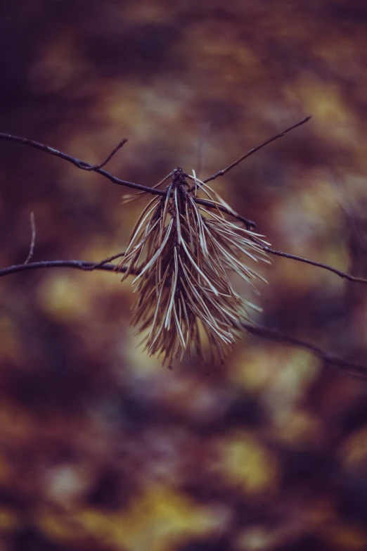 a closeup of a single tree limb