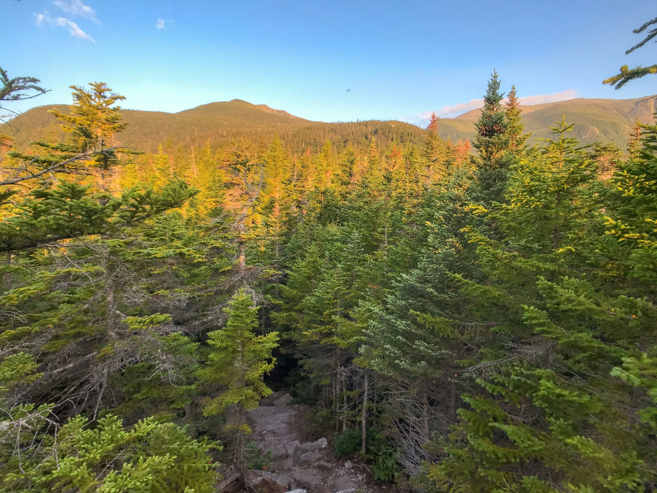 the pine forest has many thin trees