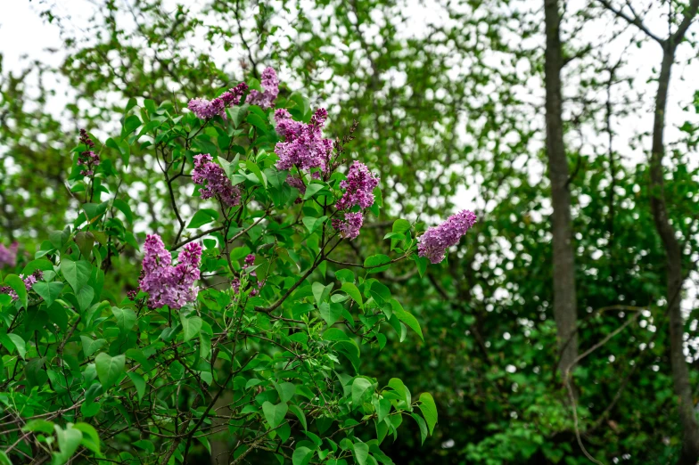 several purple and green trees in front of white sky