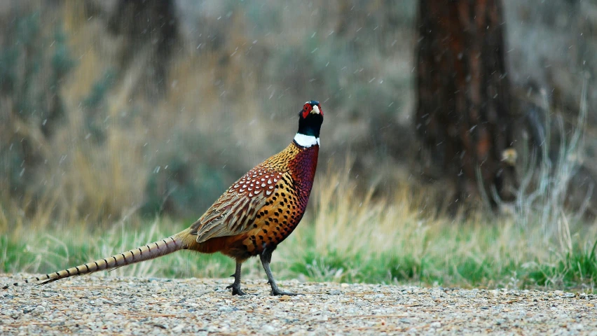 an adult pheasant stands on a rocky, sandy area next to trees