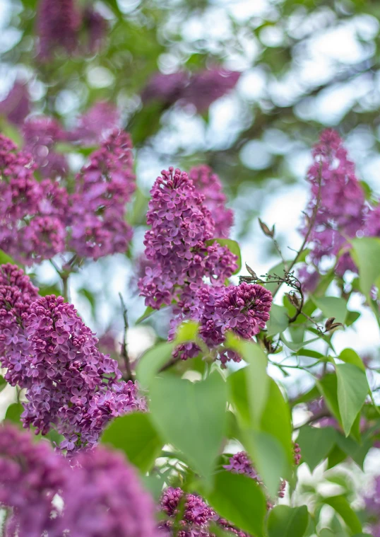 purple flowered nches with green leaves blowing in the wind