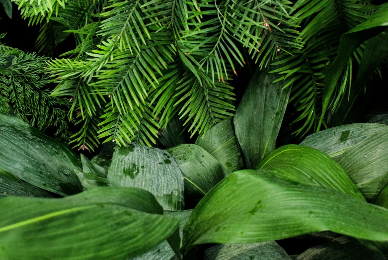 a close up of green plants with very thin leaves