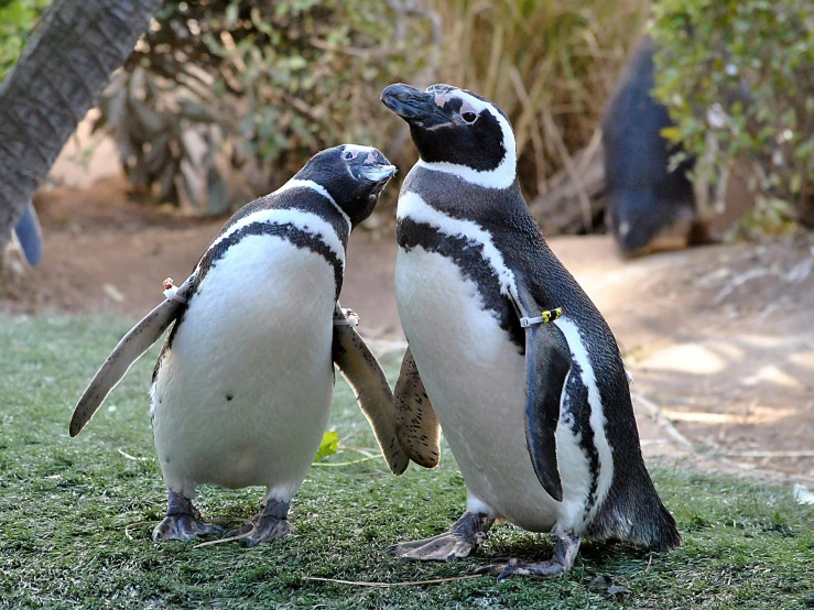 two penguins stand next to each other