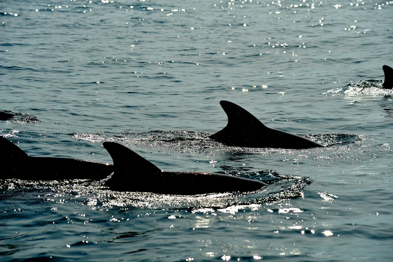 a number of small whale swimming in a body of water