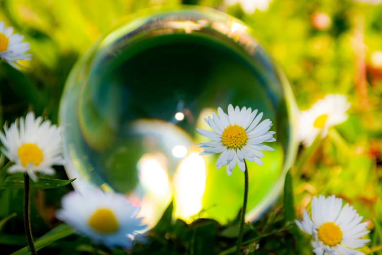 a ball that is laying on the ground with daisies