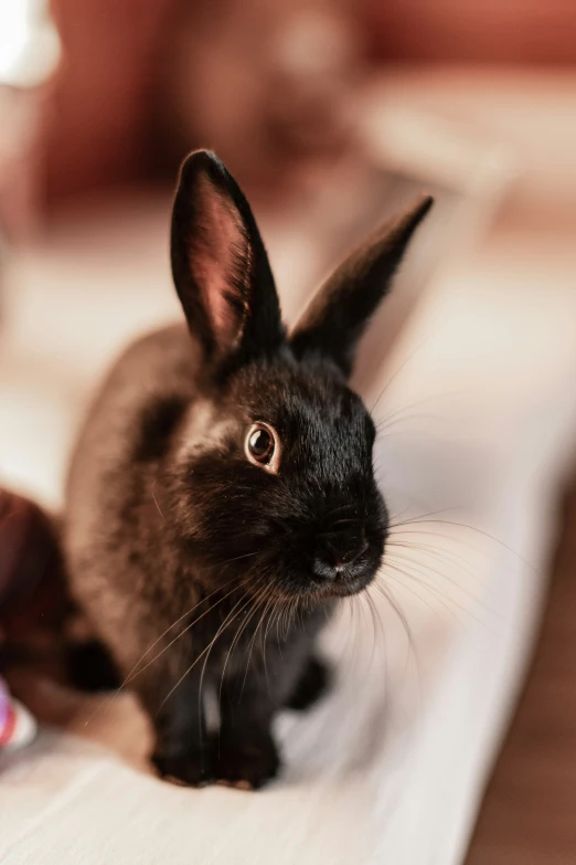 a rabbit sitting next to a stuffed animal on a bed