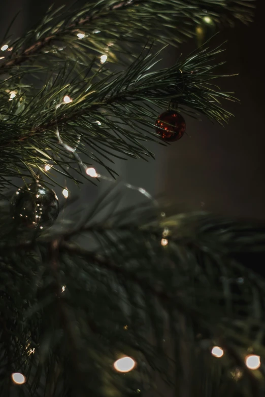 a close up s of the needles and leaves of a christmas tree