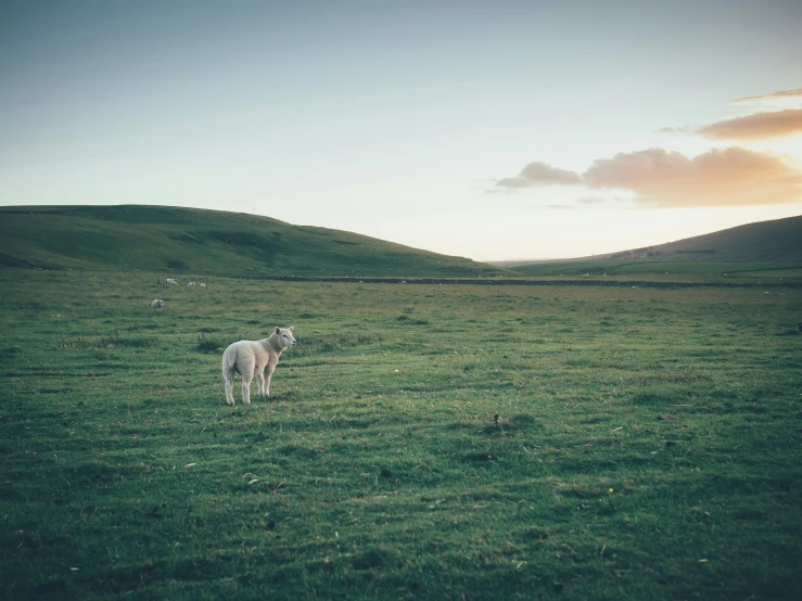 a sheep standing in a grassy field looking at the camera