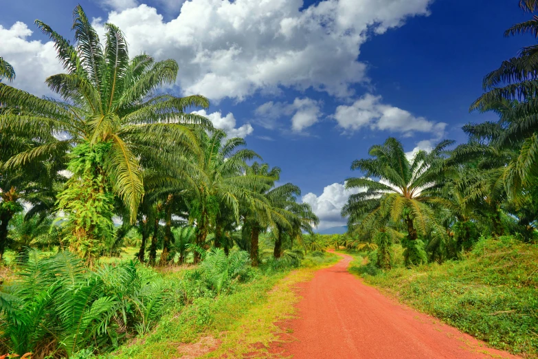 a dirt road with trees and grass on either side