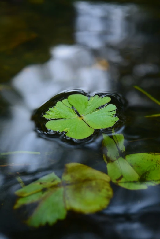 leaves floating in water on a cloudy day