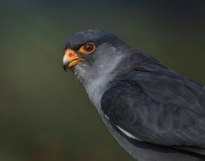 the beautiful bird has a red - eyed face