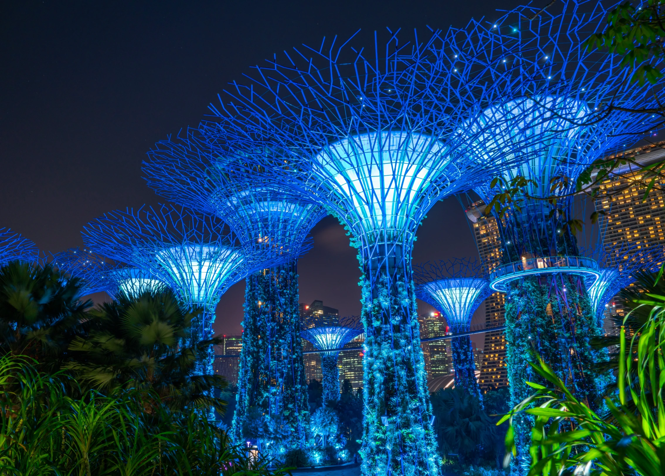 some trees and lights lit up at night