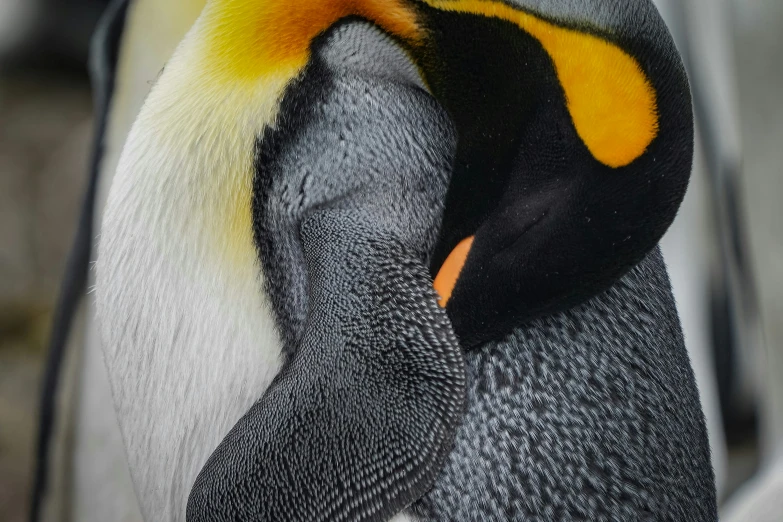 close up picture of a penguin with a yellow beak