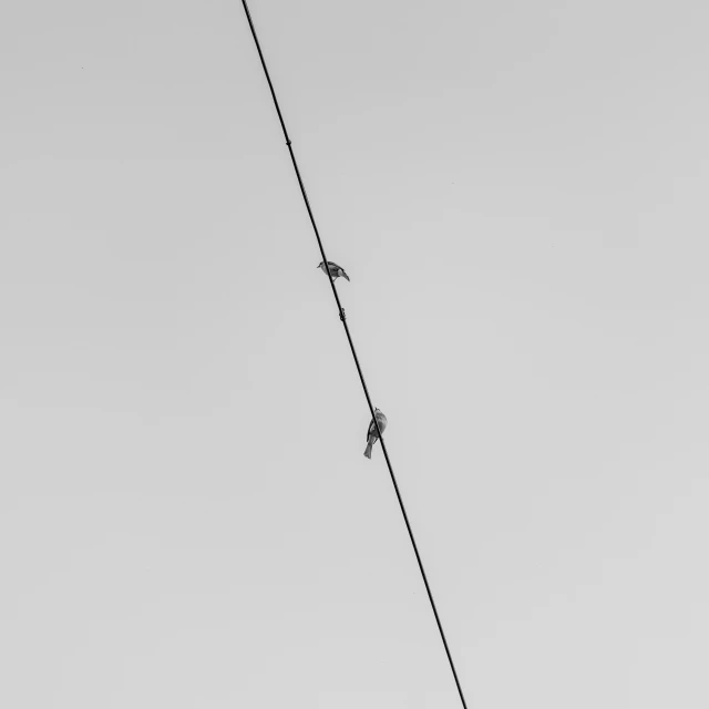 two birds hanging on a rope against a gray sky