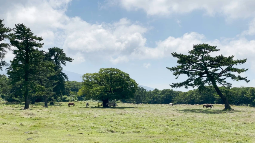 two trees standing on top of a grass covered field