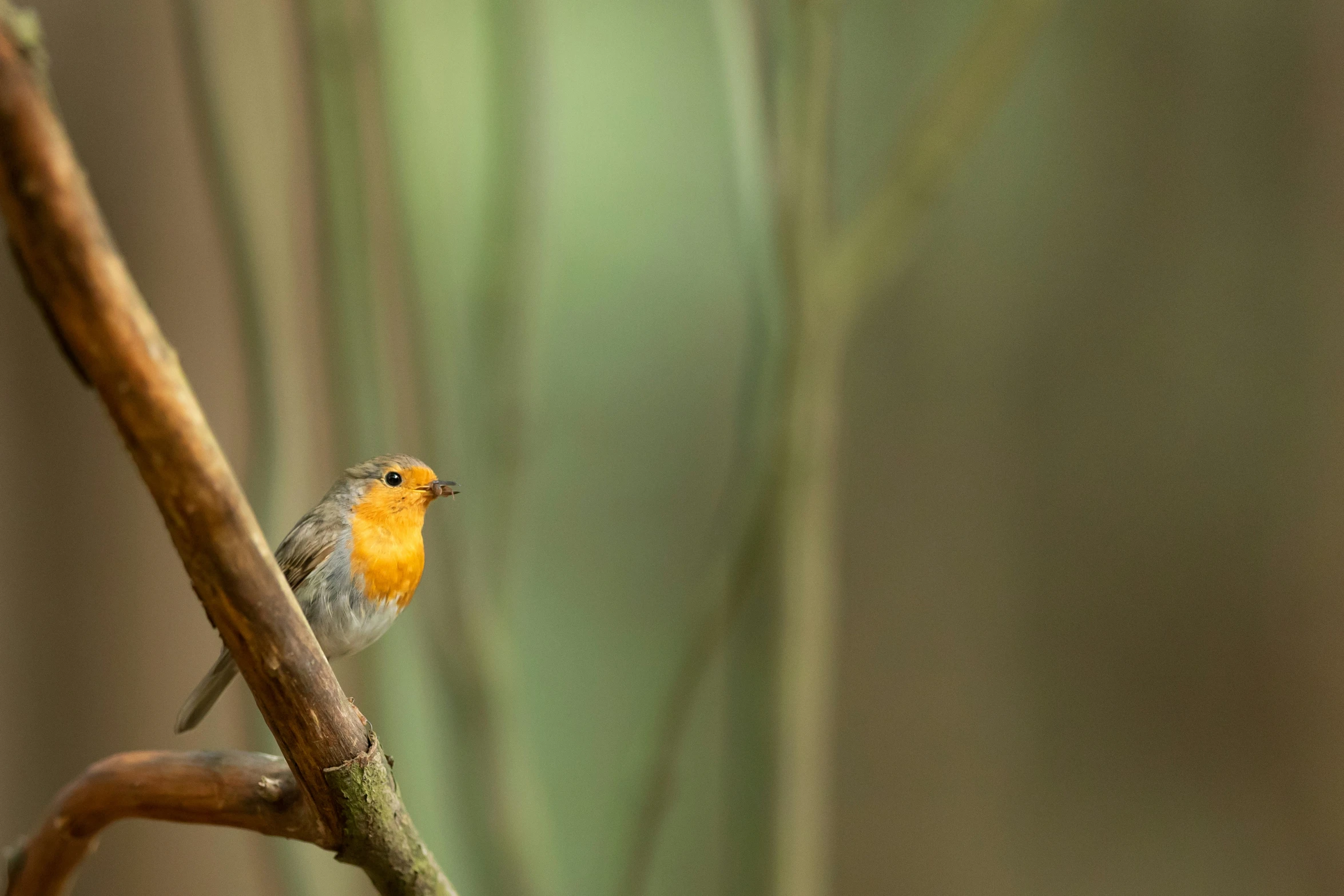 a small yellow bird sitting on a nch