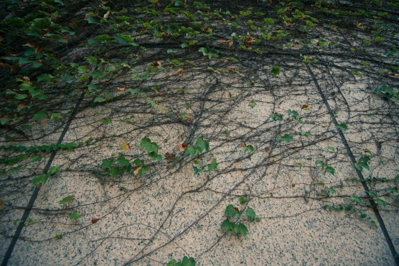 an array of vines grow on the sand