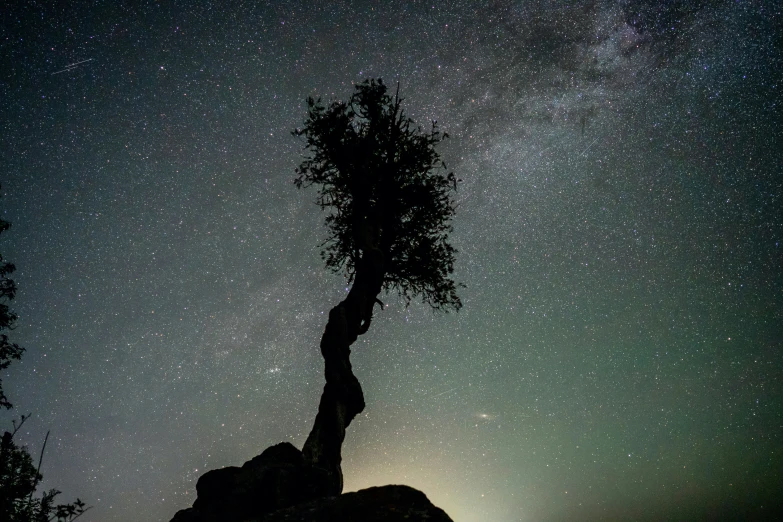 a tree that is growing next to a rock