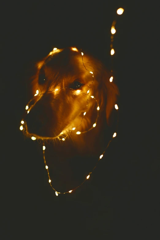 a lighted dog face on a chain