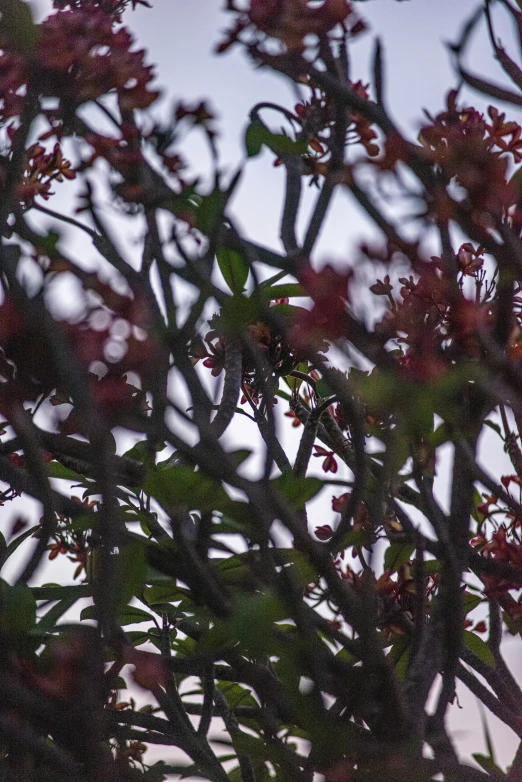 the leaves and nches of tree in early morning