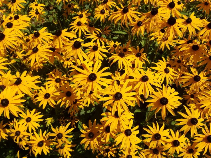 a group of black eyed daisies stand among a large number