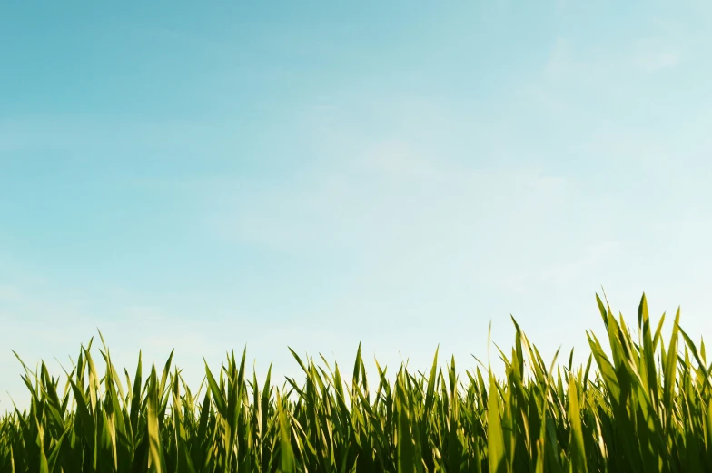 a po with grass in the foreground and a blue sky