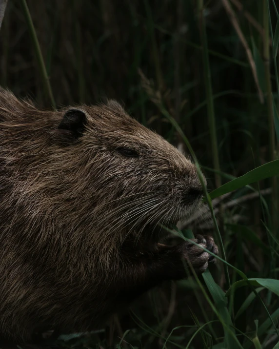 a beaver with its mouth open is eating some leaves
