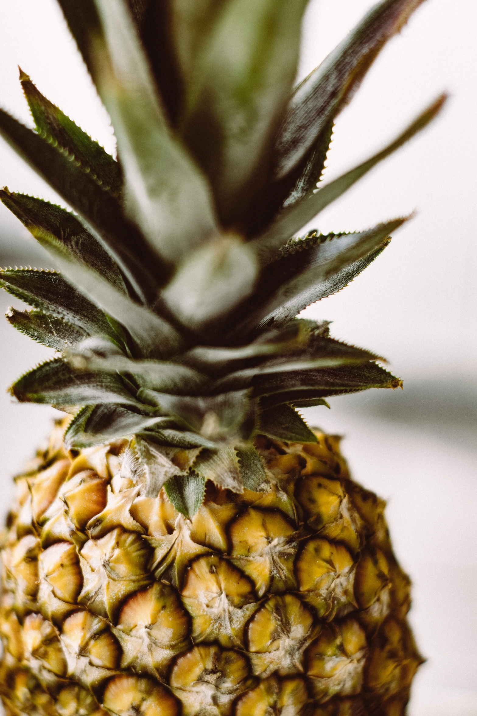 this pineapple is ripe on the table