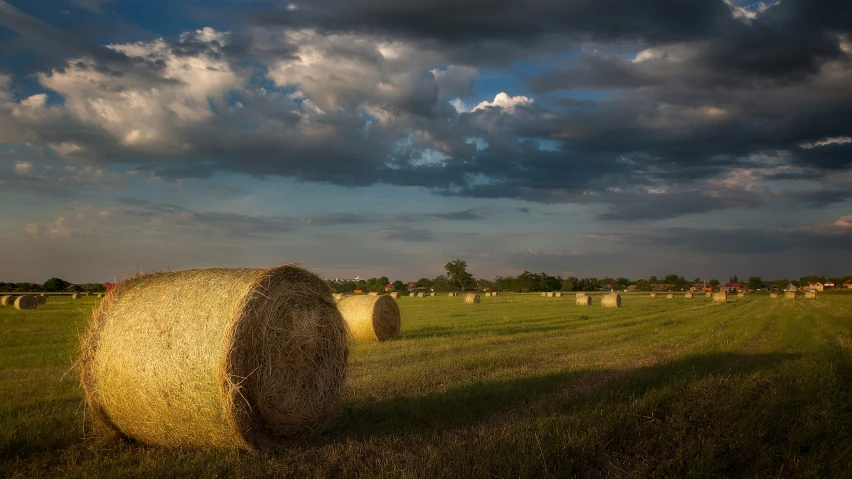 many large round hay bales in a field