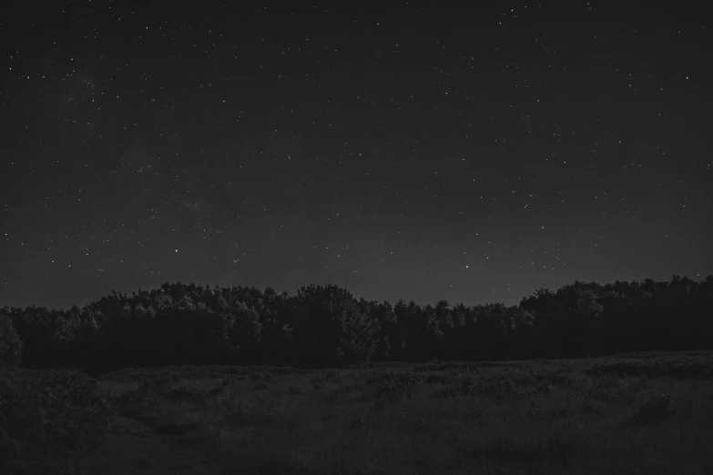 a dark forest filled with lots of stars