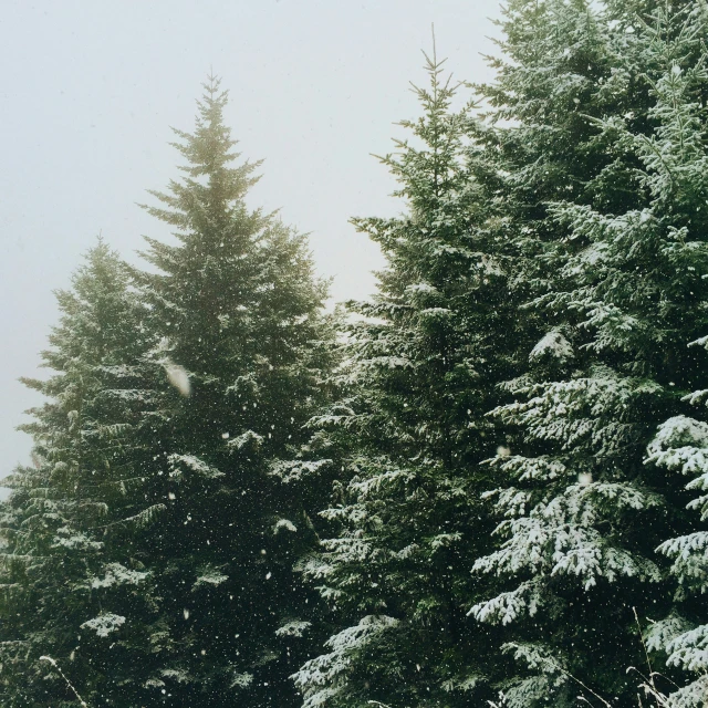 some very big pretty trees and snow in the woods